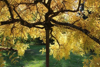 Fraxinus excelsior 'Jaspidea' - jasan ztepilý - podzim
